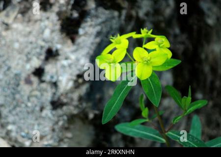 Raro fiore himalayano Pedicularis Hoffmeisteri con altri fiori himalayani . Paesaggio verde durante il trekking monsonico verso il Parco Nazionale della Valle dei Fiori i Foto Stock