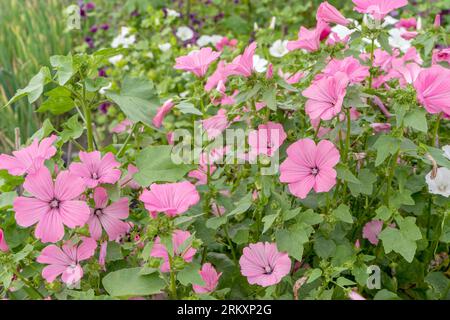 Foto dettagliata delle piante di malva in fiore rosa nel giardino Foto Stock