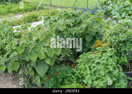 Giardino con verdure, frutta, erbe e fiori in estate Foto Stock