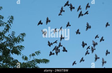 Elsnig, Germania. 26 agosto 2023. Gli stormi volano sopra gli alberi nel nord della Sassonia. Questi uccelli si riuniscono in grandi greggi e si muovono insieme. Nei prossimi giorni, il tempo autunnale si avvicina notevolmente. Credito: Sebastian Willnow/dpa/Alamy Live News Foto Stock