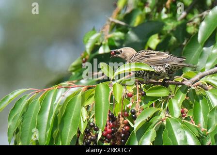 Elsnig, Germany. 26th Aug, 2023. A young starling in a cherry tree in northern Saxony. These birds are just gathering into large flocks and moving around together. In the next few days, the weather will become noticeably more autumnal. Credit: Sebastian Willnow/dpa/Alamy Live News Stock Photo
