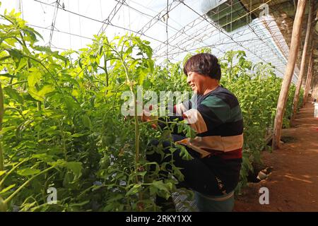 CONTEA DI LUANNAN - 23 febbraio 2020: Agricoltori che trattano pomodori e viti in serre, CONTEA DI LUANNAN, provincia di Hebei, Cina Foto Stock