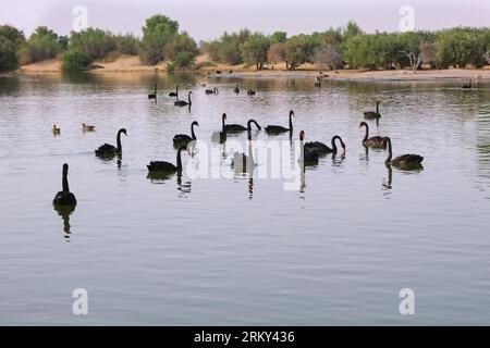Vista del lago artificiale con cigni neri ai laghi di al Qudra nella riserva naturale del deserto di al Marmoom. Love Lake, Dubai, Emirati Arabi Uniti Foto Stock
