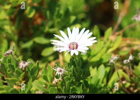 La Dimorphotheca ecklonis, nota anche come Capo marguerite, è una pianta ornamentale originaria del Sudafrica. Foto Stock