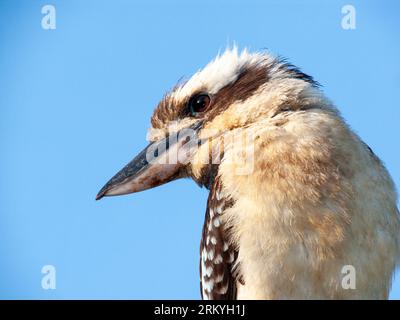 Ridendo Kookaburra, Dacelo novaeguineae, Koah, Australia Foto Stock