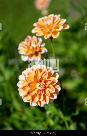 Il dahlia (nome, armonia Hapet) nel giardino dahlia Baden vicino al vicolo lichtentaler. Baden Baden, Baden Wuerttemberg, Germania Foto Stock