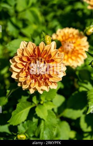 Il dahlia (nome, armonia Hapet) nel giardino dahlia Baden vicino al vicolo lichtentaler. Baden Baden, Baden Wuerttemberg, Germania Foto Stock