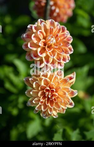Il dahlia (nome, armonia Hapet) nel giardino dahlia Baden vicino al vicolo lichtentaler. Baden Baden, Baden Wuerttemberg, Germania Foto Stock