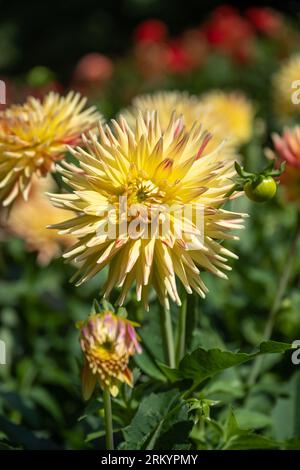 La dahlia (nome, esplosione di Hapet) nel giardino dahlia di Baden Baden vicino al vicolo lichtentaler. Baden Baden, Baden Wuerttemberg, Germania Foto Stock
