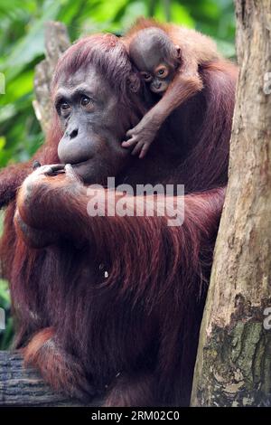Bildnummer: 59307742  Datum: 06.03.2013  Copyright: imago/Xinhua (130306) -- SINGAPORE, March 6, 2013 (Xinhua) -- A one-month-old Bornean orangutan clings on to his mother during the public feeding session in Singapore Zoo, March 6, 2013. The Sumatran orangutans are critically endangered while the Bornean sub-species are considered to be endangered. (Xinhua/Then Chih Wey) SINGAPORE-SPECIES-ORANGUTAN PUBLICATIONxNOTxINxCHN Gesellschaft Zoo Tier Affe Menschenaffe Orang Utan Orangutan x0x xdd premiumd 2013 hoch      59307742 Date 06 03 2013 Copyright Imago XINHUA  Singapore March 6 2013 XINHUA a Foto Stock