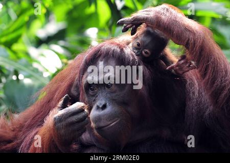 Bildnummer: 59307747 Datum: 06.03.2013 Copyright: imago/Xinhua (130306) -- SINGAPORE, 6 marzo 2013 (Xinhua) -- Un orangotango borneo di un mese si aggrappa a sua madre durante la sessione di alimentazione pubblica allo zoo di Singapore, 6 marzo 2013. Gli oranghi di Sumatra sono in pericolo critico, mentre le sottospecie Bornean sono considerate in pericolo. (Xinhua/Then Chih Wey) SINGAPORE-SPECIES-ORANGUTAN PUBLICATIONxNOTxINxCHN Gesellschaft Zoo Tier Affe Menschenaffe Orang Utan Orangutan x0x xdd premiumd 2013 quer 59307747 Data 06 03 2013 Copyright Imago XINHUA Singapore 6 marzo 2013 XINHUA A. Foto Stock