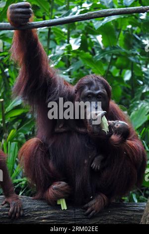Bildnummer: 59307744  Datum: 06.03.2013  Copyright: imago/Xinhua (130306) -- SINGAPORE, March 6, 2013 (Xinhua) -- A one-month-old Bornean orangutan clings on to his mother during the public feeding session in Singapore Zoo, March 6, 2013. The Sumatran orangutans are critically endangered while the Bornean sub-species are considered to be endangered. (Xinhua/Then Chih Wey) SINGAPORE-SPECIES-ORANGUTAN PUBLICATIONxNOTxINxCHN Gesellschaft Zoo Tier Affe Menschenaffe Orang Utan Orangutan x0x xdd premiumd 2013 hoch      59307744 Date 06 03 2013 Copyright Imago XINHUA  Singapore March 6 2013 XINHUA a Foto Stock