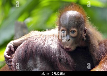 Bildnummer: 59307746  Datum: 06.03.2013  Copyright: imago/Xinhua (130306) -- SINGAPORE, March 6, 2013 (Xinhua) -- A one-month-old Bornean orangutan clings on to his mother during the public feeding session in Singapore Zoo, March 6, 2013. The Sumatran orangutans are critically endangered while the Bornean sub-species are considered to be endangered. (Xinhua/Then Chih Wey) SINGAPORE-SPECIES-ORANGUTAN PUBLICATIONxNOTxINxCHN Gesellschaft Zoo Tier Affe Menschenaffe Orang Utan Orangutan x0x xdd premiumd 2013 quer      59307746 Date 06 03 2013 Copyright Imago XINHUA  Singapore March 6 2013 XINHUA a Foto Stock