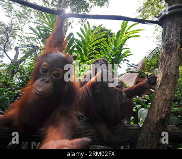 Bildnummer: 59307743  Datum: 06.03.2013  Copyright: imago/Xinhua (130306) -- SINGAPORE, March 6, 2013 (Xinhua) -- A one-month-old Bornean orangutan and other Bornean orangutans are seen during the public feeding session in Singapore Zoo, March 6, 2013. The Sumatran orangutans are critically endangered while the Bornean sub-species are considered to be endangered. (Xinhua/Then Chih Wey) SINGAPORE-SPECIES-ORANGUTAN PUBLICATIONxNOTxINxCHN Gesellschaft Zoo Tier Affe Menschenaffe Orang Utan Orangutan x0x xdd premiumd 2013 quadrat      59307743 Date 06 03 2013 Copyright Imago XINHUA  Singapore March Foto Stock