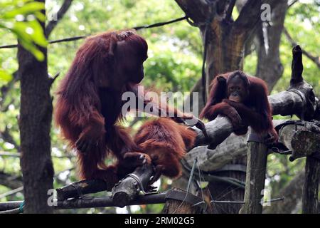Bildnummer: 59307745 Datum: 06.03.2013 Copyright: imago/Xinhua (130306) -- SINGAPORE, 6 marzo 2013 (Xinhua) -- Un orangotango borneo di un mese e altri orangutani borneani sono visti durante la sessione pubblica di alimentazione nello zoo di Singapore, 6 marzo 2013. Gli oranghi di Sumatra sono in pericolo critico, mentre le sottospecie Bornean sono considerate in pericolo. (Xinhua/Then Chih Wey) SINGAPORE-SPECIES-ORANGUTAN PUBLICATIONxNOTxINxCHN Gesellschaft Zoo Tier Affe Menschenaffe Orang Utan Orangutan x0x xdd premiumd 2013 quer 59307745 Data 06 03 2013 Copyright Imago XINHUA Singapore 6 marzo Foto Stock