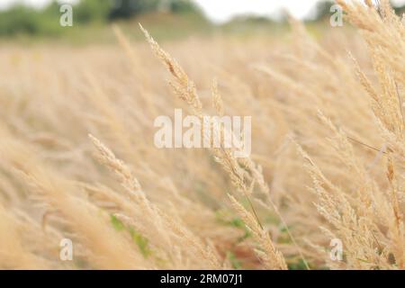 L'erba con canne di piume oscilla lentamente nel vento. Sfondo naturale, primo piano. Il vento ondeggia erba selvaggia, paesaggio. Messa a fuoco selettiva Foto Stock