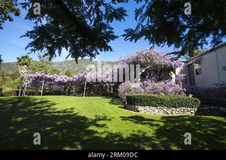 Bildnummer: 59355236 Datum: 14.03.2013 Copyright: imago/Xinhua LOS ANGELES, 14 marzo 2013 - la vite di glicine fiorisce in una casa della Sierra madre vicino a Los Angeles, California, Stati Uniti, 14 marzo 2013. La vite di glicine, piantata nel 1894 e registrata dal Guinness dei primati come la più grande pianta fiorita del mondo, copre un'area di più di un acro pesa 250 tonnellate circa. Ha più di 1,5 milioni di fioriture ogni anno, con 40 fioriture per piede quadrato. (Xinhua/Zhao Hanrong)(zhf) US-LOS ANGELES-WISTERIA VINE PUBLICATIONxNOTxINxCHN Gesellschaft Natur Blauregen Wisteria Wisteri Foto Stock