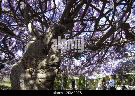 Bildnummer: 59355234  Datum: 14.03.2013  Copyright: imago/Xinhua LOS ANGELES, March 14, 2013 - The wisteria vine blooms at a Sierra Madre home near Los Angeles, California, the United States, March 14, 2013. The wisteria vine, planted 1894 and recorded by the Guinness Book of World Records as the world s largest blossoming plant, covers an area of more than one acreand weighs 250 around tons. It has more than 1.5 million blossoms every year with 40 blooms per square foot. (Xinhua/Zhao Hanrong)(zhf) US-LOS ANGELES-WISTERIA VINE PUBLICATIONxNOTxINxCHN Gesellschaft Natur Blauregen Wisteria Wister Stock Photo