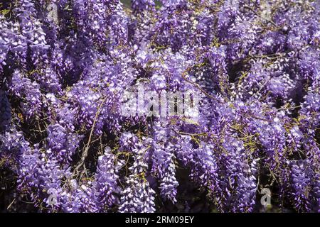 Bildnummer: 59355232  Datum: 14.03.2013  Copyright: imago/Xinhua LOS ANGELES, March 14, 2013 - The wisteria vine blooms at a Sierra Madre home near Los Angeles, California, the United States, March 14, 2013. The wisteria vine, planted 1894 and recorded by the Guinness Book of World Records as the world s largest blossoming plant, covers an area of more than one acreand weighs 250 around tons. It has more than 1.5 million blossoms every year with 40 blooms per square foot. (Xinhua/Zhao Hanrong)(zhf) US-LOS ANGELES-WISTERIA VINE PUBLICATIONxNOTxINxCHN Gesellschaft Natur Blauregen Wisteria Wister Stock Photo