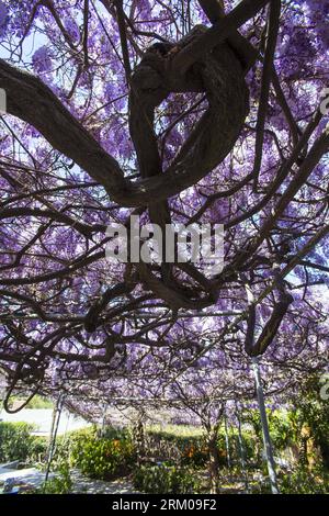 Bildnummer: 59355233 Datum: 14.03.2013 Copyright: imago/Xinhua LOS ANGELES, 14 marzo 2013 - la vite di glicine fiorisce in una casa della Sierra madre vicino a Los Angeles, California, Stati Uniti, 14 marzo 2013. La vite di glicine, piantata nel 1894 e registrata dal Guinness dei primati come la più grande pianta fiorita del mondo, copre un'area di più di un acro pesa 250 tonnellate circa. Ha più di 1,5 milioni di fioriture ogni anno, con 40 fioriture per piede quadrato. (Xinhua/Zhao Hanrong)(zhf) US-LOS ANGELES-WISTERIA VINE PUBLICATIONxNOTxINxCHN Gesellschaft Natur Blauregen Wisteria Wister Foto Stock