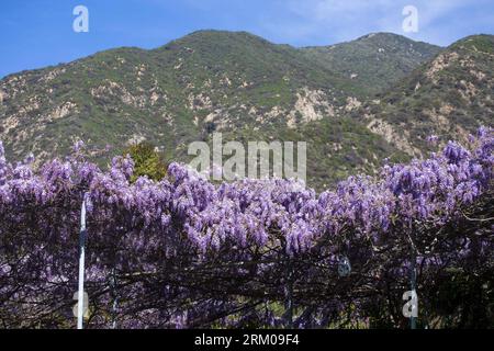 Bildnummer: 59355237 Datum: 14.03.2013 Copyright: imago/Xinhua LOS ANGELES, 14 marzo 2013 - la vite di glicine fiorisce in una casa della Sierra madre vicino a Los Angeles, California, Stati Uniti, 14 marzo 2013. La vite di glicine, piantata nel 1894 e registrata dal Guinness dei primati come la più grande pianta fiorita del mondo, copre un'area di più di un acro pesa 250 tonnellate circa. Ha più di 1,5 milioni di fioriture ogni anno, con 40 fioriture per piede quadrato. (Xinhua/Zhao Hanrong)(zhf) US-LOS ANGELES-WISTERIA VINE PUBLICATIONxNOTxINxCHN Gesellschaft Natur Blauregen Wisteria Wisteri Foto Stock