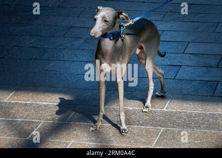 Big Woof Festival al Kings Cross Coal Drops yard di Londra per celebrare la giornata internazionale dei cani. Foto Stock