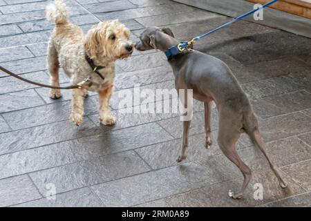 Big Woof Festival al Kings Cross Coal Drops yard di Londra per celebrare la giornata internazionale dei cani. Foto Stock