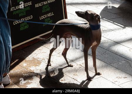 Big Woof Festival al Kings Cross Coal Drops yard di Londra per celebrare la giornata internazionale dei cani. Foto Stock