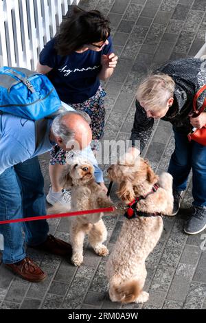 Big Woof Festival al Kings Cross Coal Drops yard di Londra per celebrare la giornata internazionale dei cani. Foto Stock