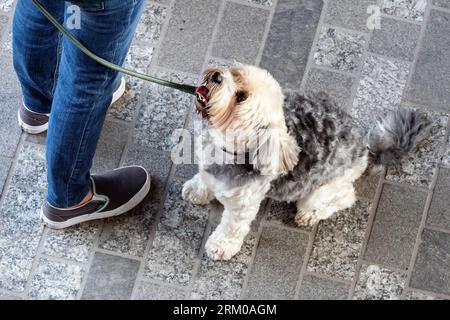 Big Woof Festival al Kings Cross Coal Drops yard di Londra per celebrare la giornata internazionale dei cani. Foto Stock