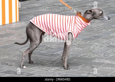 Big Woof Festival al Kings Cross Coal Drops yard di Londra per celebrare la giornata internazionale dei cani. Foto Stock