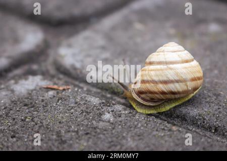 Lumaca in strada. Primo piano. Lumaca d'uva con guscio. Natura nei dettagli. Elica marrone. Stile di vita a bassa velocità. Lumaca con antenna sull'asfalto. Foto Stock