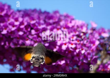 Humming Bird Hawk Moth (Macroglossum stellatarum) su Buddleia (Buddleja davidii) Flower Hook Norton Oxfordshire Inghilterra uk Foto Stock