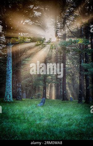 Nel tardo pomeriggio il sole scorre attraverso gli alberi a Rutland, Massachusetts Foto Stock