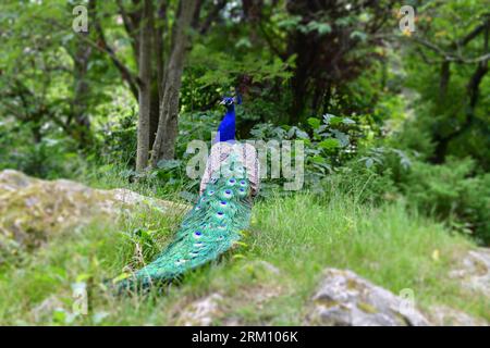 Splendido pavone dal collo blu visto da dietro nella foresta dello zoo norvegese. Foto Stock