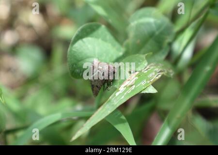 Vista laterale ad alto angolo di una falena di Cabbage Looper (Trichoplusia Ni), la falena poggia su una foglia in un prato Foto Stock