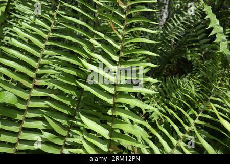 La vista naturale delle foglie di fronde appartiene alla varietà di felce Nephrolepis che cresce in una zona forestale Foto Stock