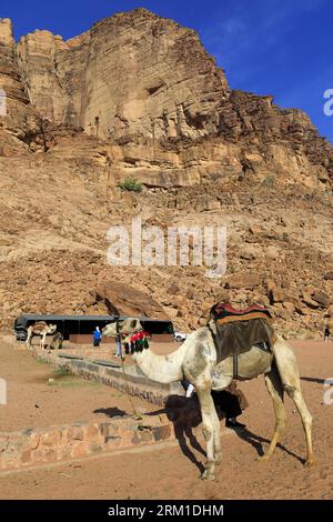 Cammelli vicino a Lawrence's Spring, Wadi Rum, Giordania, Medio Oriente Foto Stock