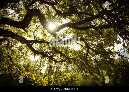 Vista angolare bassa della luce del sole che scorre tra gli alberi Foto Stock