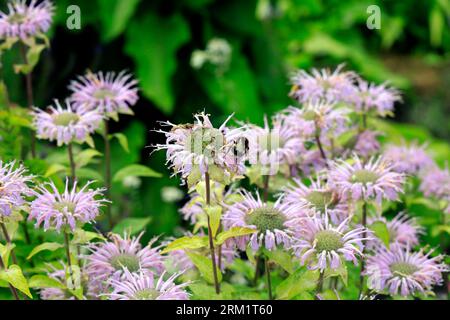 Bergamotto selvatico - monarda fistulosa. Cardiff. Agosto 2022 - agosto 2023 Foto Stock