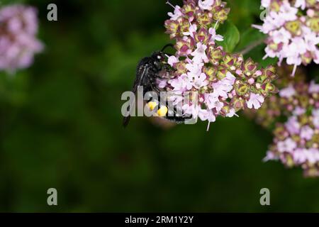 Scolia hirta Family Scoliidae genere Scolia vespa con coda maculata gialla carta da parati di insetti selvatici Foto Stock