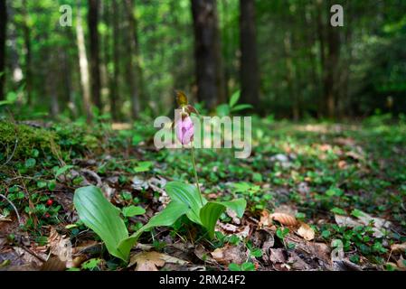 Un'orchidea selvatica rosa (acaule Cypripedium) che cresce in una foresta degli Appalachi nella Cherokee National Forest nel Tennessee. Foto Stock