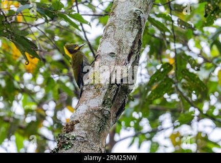 A Greater Yellownape Woodpecker (Chrysophlegma flavinucha) foraging on a tree trunk. Sumatra, Indonesia. Stock Photo