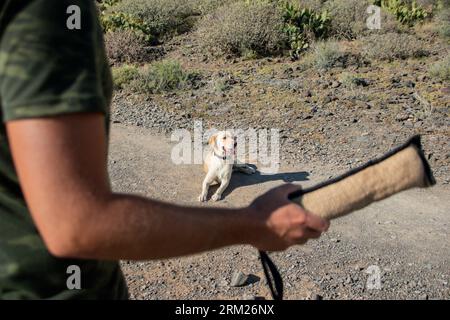 La mano di un addestratore di cani afferra il giocattolo da masticare. Punto focale sul cane labrador Foto Stock