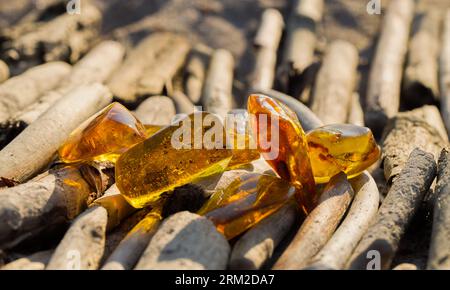 Grandi pepite di ambra baltica lucida su rami asciutti lavati dal mare. Spiaggia sul Mar Baltico a Kolobrzeg, Polonia. Foto Stock