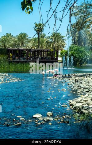 Flamingoes cileno, Phoenicopterus chilensis nel Bahrain Ritz hotel resort, Medio Oriente Foto Stock