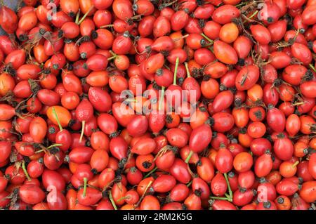 Semi di rosa di frutti maturi raccolti, destinati ad essere ulteriormente trasformati Foto Stock