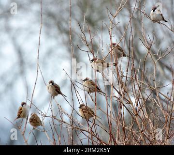 Il passero (Passer montanus) si trova su un ramo in natura Foto Stock