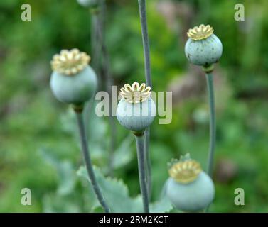 Papavero con le teste verdi cresce nel giardino. Foto Stock