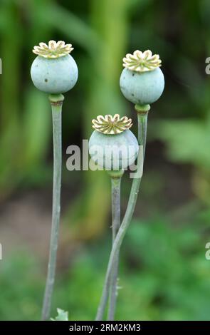 Papavero con le teste verdi cresce nel giardino. Foto Stock